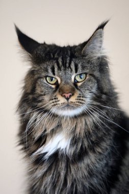 tekir yerli uzun tüylü kedi kameraya seyir