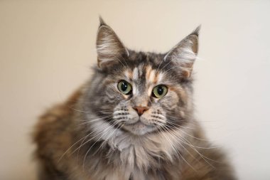 tekir yerli uzun tüylü kedi evde istirahat