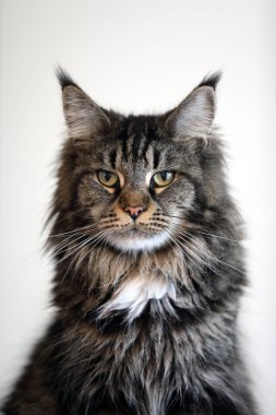 tekir yerli uzun tüylü kedi uzakta seyir