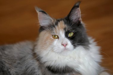 renkli iç uzun tüylü kedi kameraya seyir