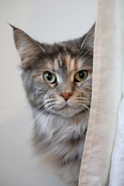 tekir yerli uzun tüylü kedi kameraya seyir