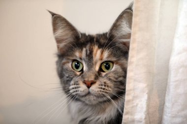 tekir yerli uzun tüylü kedi kameraya seyir