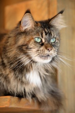 tekir yerli uzun tüylü kedi rafta dinlenme
