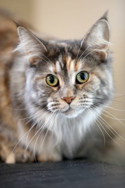 tekir yerli uzun tüylü kedi kameraya seyir