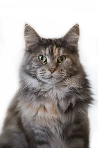 Tabby Domestic Long Haired Cat Looking Camera — Stock Photo, Image