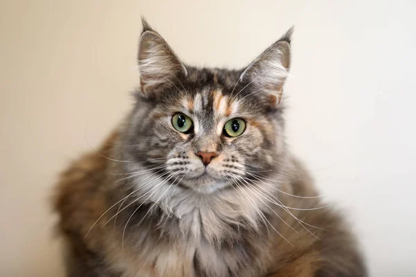 Tabby Gatto Domestico Dai Capelli Lunghi Che Riposa Casa — Foto Stock