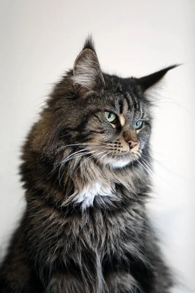 Таббі Вітчизняний Довгошерстий Кіт Дивиться Подалі — стокове фото