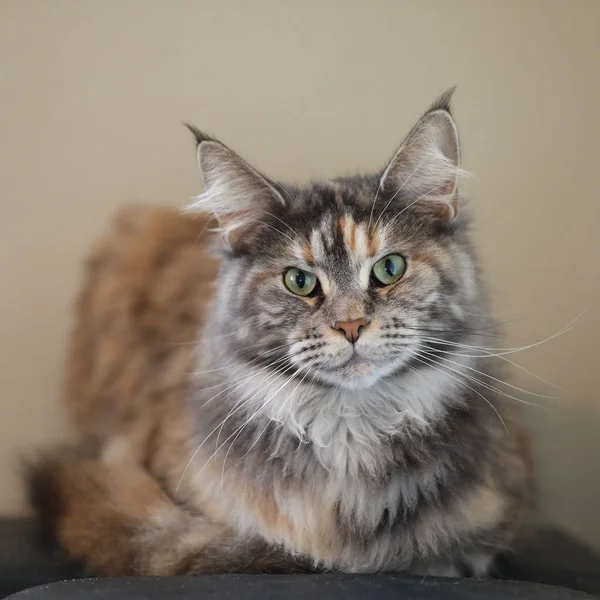 Tabby Gatto Domestico Dai Capelli Lunghi Che Riposa Casa — Foto Stock