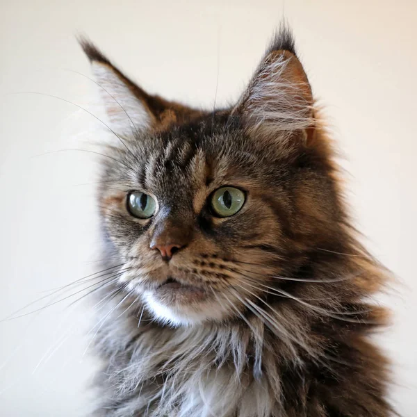 Primo Piano Tabby Gatto Domestico Dai Capelli Lunghi Guardando Altrove — Foto Stock