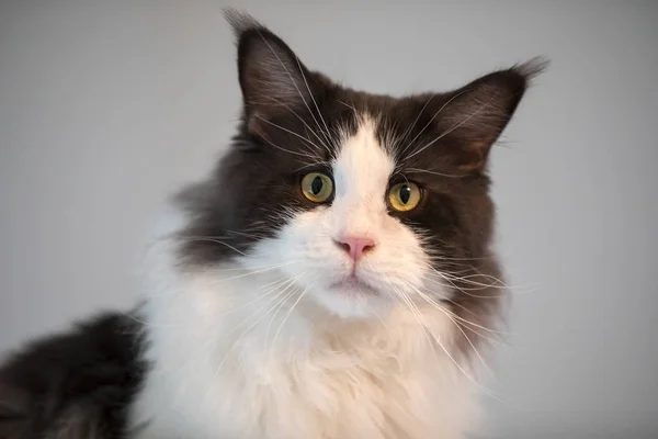 カメラ目線国内の白と黒の長い髪の猫 — ストック写真