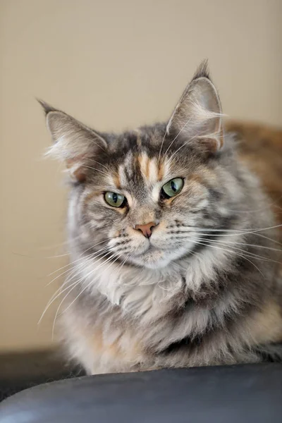 Таббі Домашній Довгошерстий Кіт Відпочиває Вдома — стокове фото