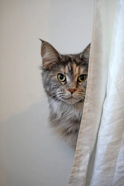 줄무늬 고양이 카메라를 — 스톡 사진