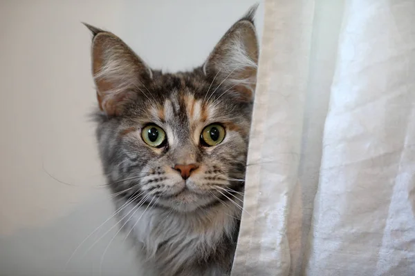 Таббі Домашній Довгошерстий Кіт Дивиться Камеру — стокове фото