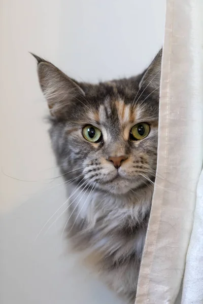 Таббі Домашній Довгошерстий Кіт Дивиться Камеру — стокове фото