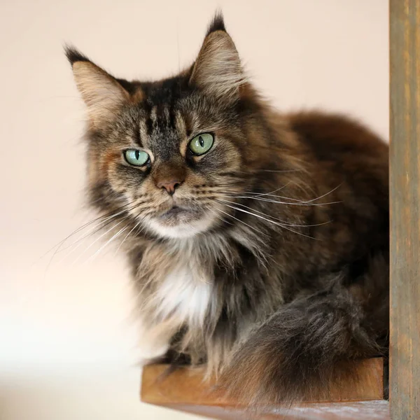 Tabby Gatto Domestico Dai Capelli Lunghi Appoggiato Sullo Scaffale — Foto Stock