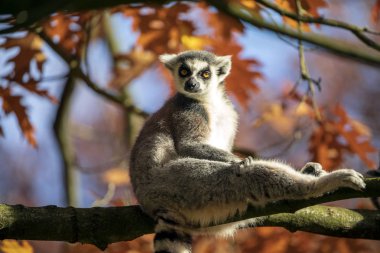 Ring Tailed Lemur sitting on tree branch clipart