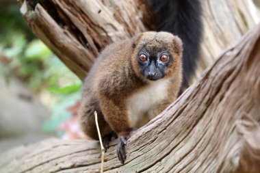 Ağaç dalı üzerinde oturan Kırmızı karınlı lemur