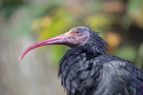 Nærbilde Nordre Skallete Ibis – stockfoto