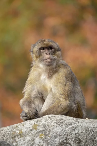 Macaco Berberiscos Con Fondo Color Otoño — Foto de Stock