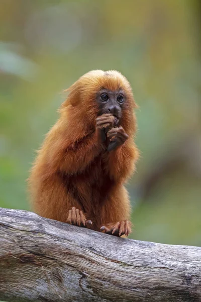 Närbild Porträtt Söt Lion Tamarin — Stockfoto