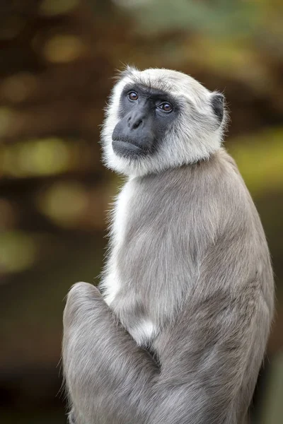 Close Retrato Hanuman Langur — Fotografia de Stock