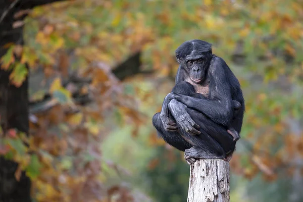 Bonobo Mother Her Baby Sitting Tree Trunk — Stock Photo, Image