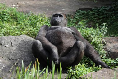 parlak gün ışığı altında istirahat siyah goril