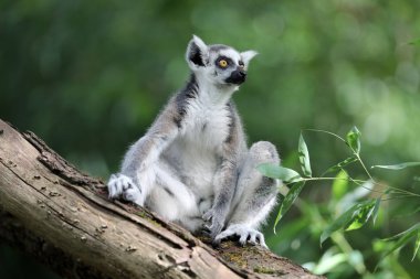 Halka kuyruklu ağaçta oturuyor ve uzağa bakarak Lemur