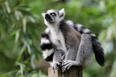 Halka kuyruklu maki, yakından atış