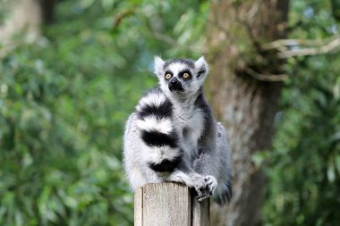 Halka kuyruklu maki, yakından atış