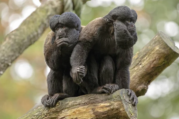 Two Titi Monkeys Natural Habitat — Stock Photo, Image