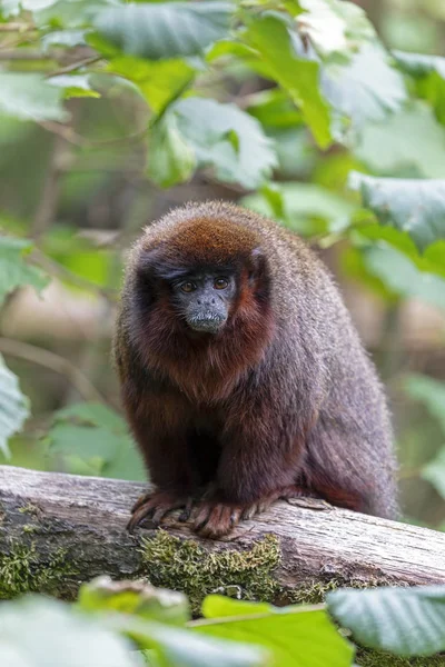 Titi Affe Sitzt Auf Baum Und Blickt Kamera — Stockfoto