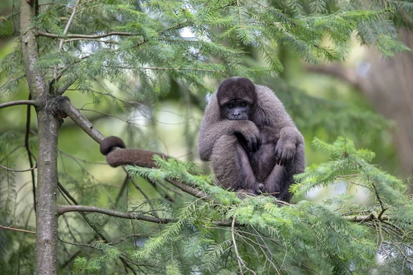 Titi Małpa Siedzi Drzewie Patrząc Kamery — Zdjęcie stockowe