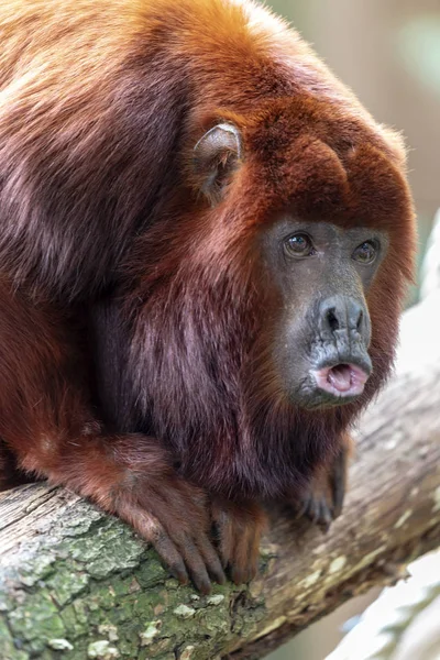 Κόκκινο Πίθηκο Ουρλάζων Κοντινό Πλάνο — Φωτογραφία Αρχείου