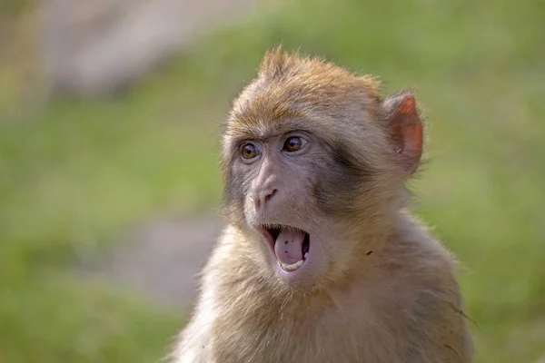 Nahaufnahme Eines Affen Mit Offenem Maul — Stockfoto