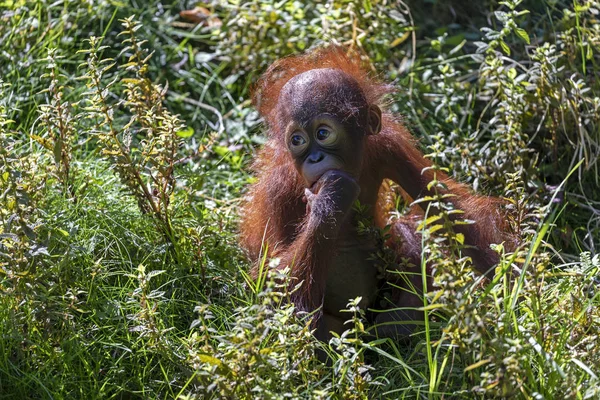 Orangutan Dzieciak Siedzi Słońce Świeci Trawy — Zdjęcie stockowe