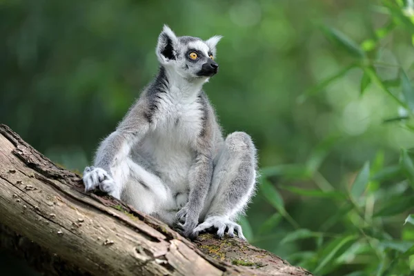 Anillo Cola Lemur Sentado Árbol Mirando Hacia Otro Lado — Foto de Stock