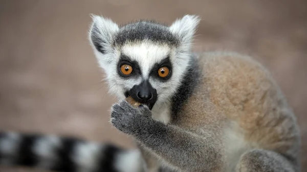 Nära Upp Skott Ring Tailed Lemur — Stockfoto