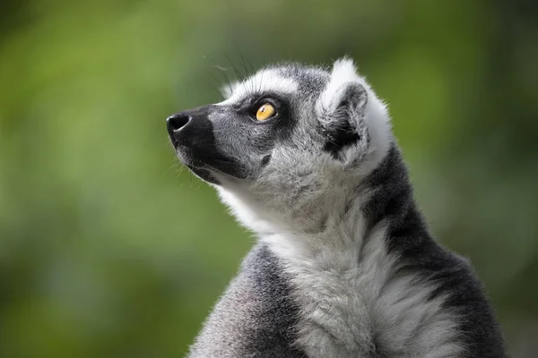 Anel Cauda Lemur Perfil Close Shot — Fotografia de Stock