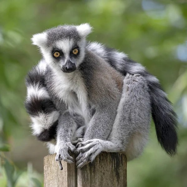 Ring Tailed Lemur Nära Upp Skott — Stockfoto