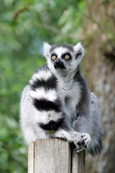 şirin halka kuyruklu maki uzağa arıyorsunuz