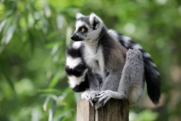 Ring Tailed Lemur Nära Upp Skott — Stockfoto