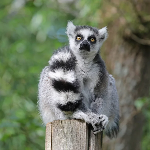 Anello Lemur Coda Primo Piano Colpo — Foto Stock