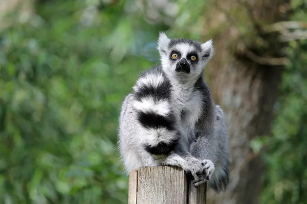 Anello Lemur Coda Primo Piano Colpo — Foto Stock