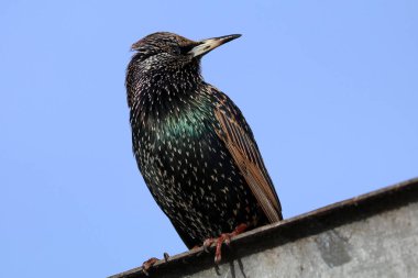 Vahşi doğa Starling ötücü kuş