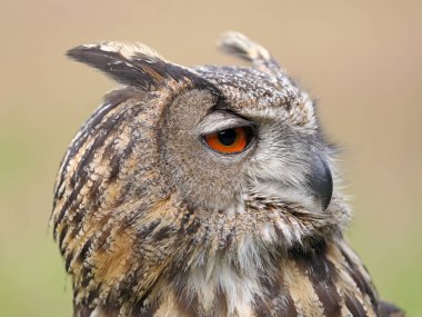 Avrasya kartal baykuş bulanık arka plan üzerinde