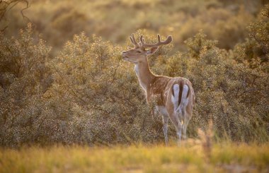 Alageyik ayakta kuru ot
