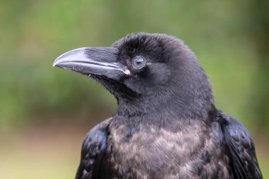 Doğada bulanık arka plan üzerinde siyah kuzgun yakın çekim raven