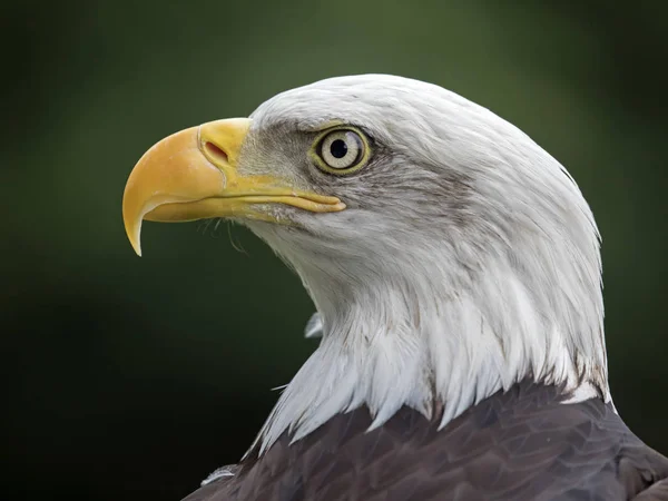 Zbliżenie Bald Eagle Głowy Tle Nieostry — Zdjęcie stockowe