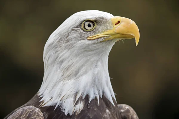 Närbild Bald Eagle Huvudet Suddig Bakgrund — Stockfoto